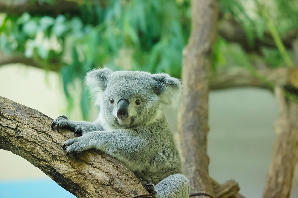 コアラ　ポコねっと